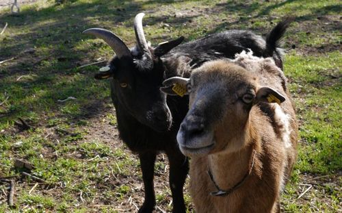 Geburtstag auf dem Bauernhof